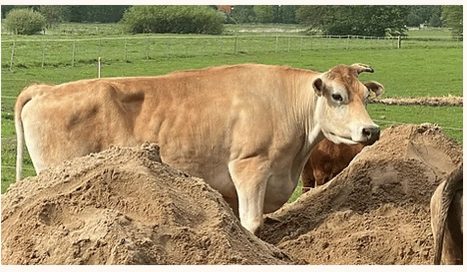 Zuckerzauber – Selbstpflege – Kühe