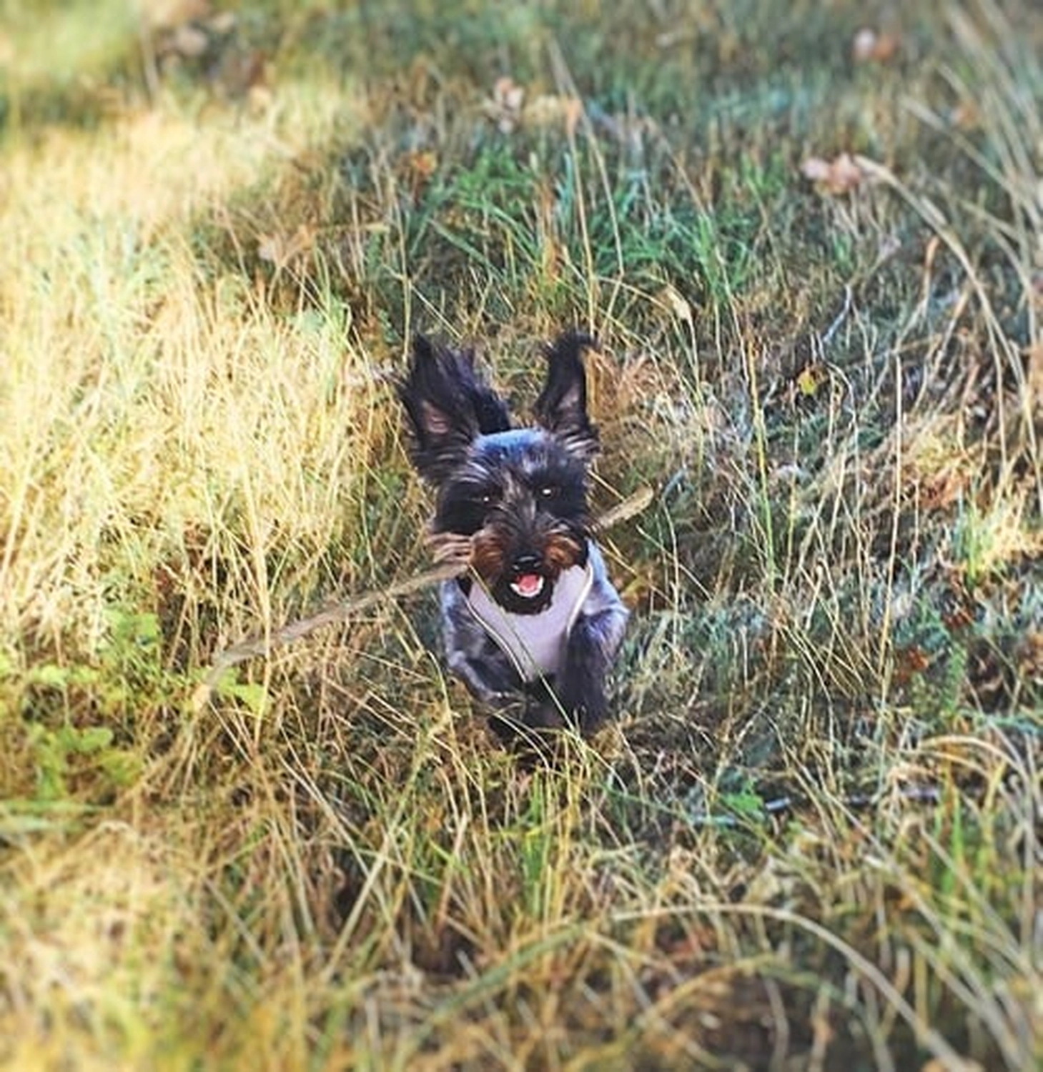 Zuckerzauber – Anja Neumann mit ihrem Hund